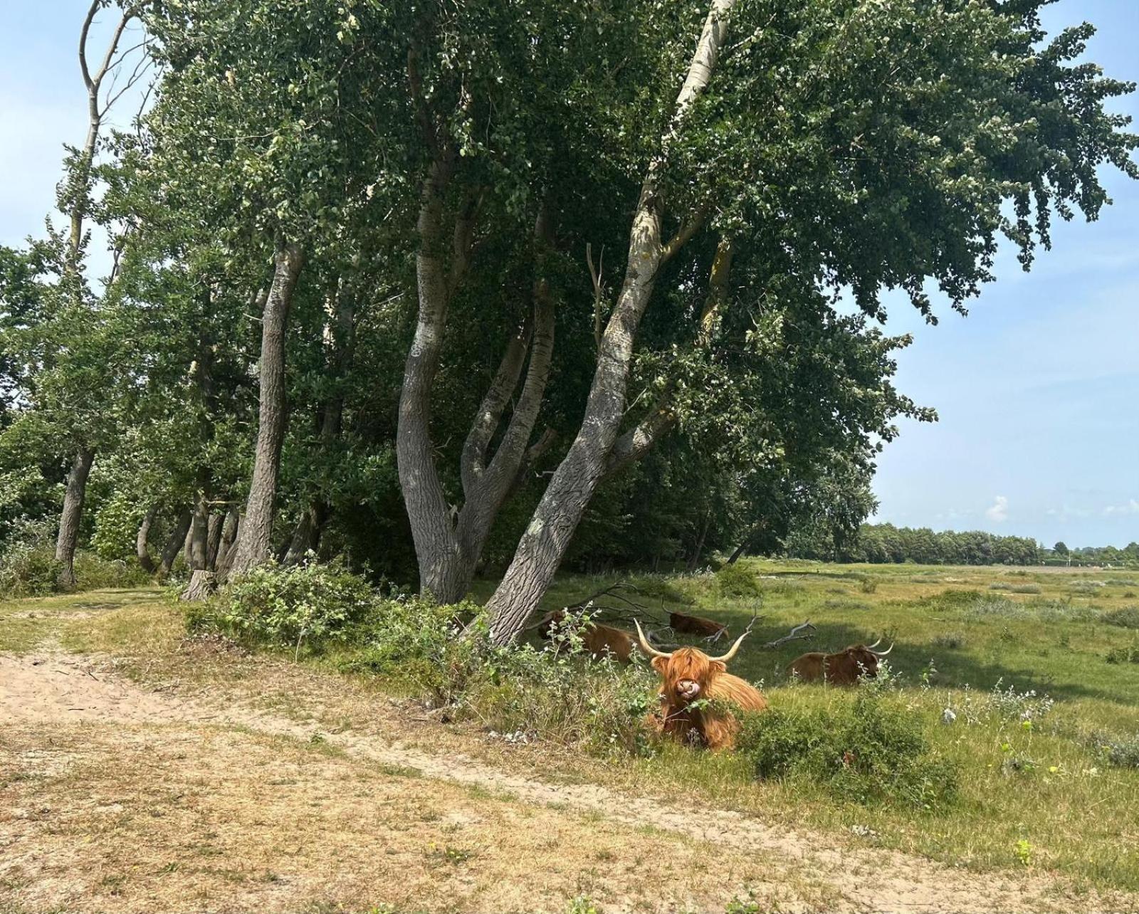 Zomerhuis Duinzicht Egmond aan den Hoef Exterior photo